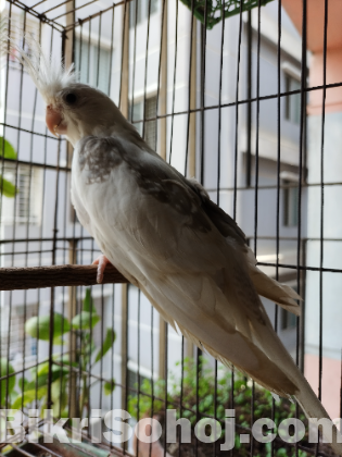 Kukatel male